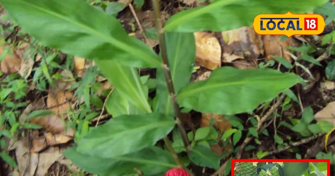 Zingiber zerumbet plant medicinal properties benefits for hair and skin sa