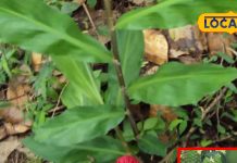 Zingiber zerumbet plant medicinal properties benefits for hair and skin sa