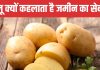 क्यों आलू कहलाता था गरीबों की सब्जी, कैसे यह सब्जी इंसानों की दुश्मन बनी?