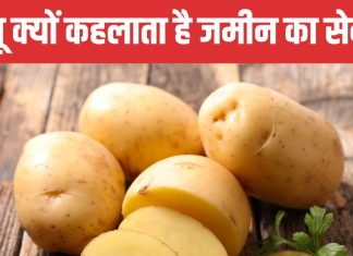 рдХреНрдпреЛрдВ рдЖрд▓реВ рдХрд╣рд▓рд╛рддрд╛ рдерд╛ рдЧрд░реАрдмреЛрдВ рдХреА рд╕рдмреНрдЬреА, рдХреИрд╕реЗ рдпрд╣ рд╕рдмреНрдЬреА рдЗрдВрд╕рд╛рдиреЛрдВ рдХреА рджреБрд╢реНрдорди рдмрдиреА?