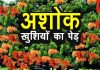 Ashoka Tree Vastu Tips: घर के पास इस पेड़ के होने से दूर होगी दरिद्रता, शीघ्र विवाह के लिए भी बनेगा योग!