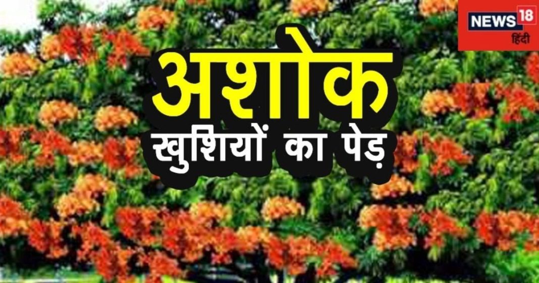 Ashoka Tree Vastu Tips: घर के पास इस पेड़ के होने से दूर होगी दरिद्रता, शीघ्र विवाह के लिए भी बनेगा योग!