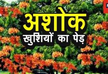 Ashoka Tree Vastu Tips: घर के पास इस पेड़ के होने से दूर होगी दरिद्रता, शीघ्र विवाह के लिए भी बनेगा योग!
