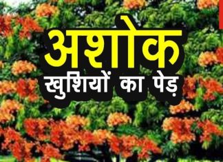 Ashoka Tree Vastu Tips: घर के पास इस पेड़ के होने से दूर होगी दरिद्रता, शीघ्र विवाह के लिए भी बनेगा योग!