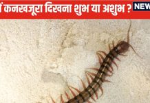 कनखजूरे का घर में दिखना शुभ है या अशुभ? इन 7 संकेतों से समझें आपके जीवन में कोई अपशकुन तो नहीं होने वाला