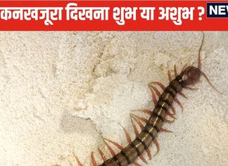 कनखजूरे का घर में दिखना शुभ है या अशुभ? इन 7 संकेतों से समझें आपके जीवन में कोई अपशकुन तो नहीं होने वाला