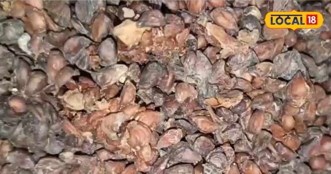 औषधि है या जादू…शरीर को बना देगी शक्तिशाली, कोलेस्ट्रॉल से लेकर इन्फेक्शन तक को करे ठीक!