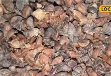 औषधि है या जादू…शरीर को बना देगी शक्तिशाली, कोलेस्ट्रॉल से लेकर इन्फेक्शन तक को करे ठीक!