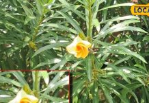 benefits of kaner flower right direction to plant in house vastu tips – Bharat.one हिंदी