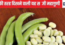 सदियों पुरानी है यह सब्जी, आज भी खाएंगे तो मिलेंगे 5 जबर्दस्त फायदे, हड्डियों को चट्टान और बॉडी को देगा नया शेप