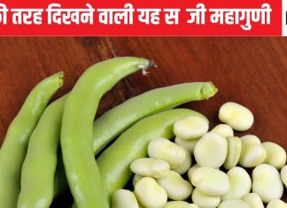 सदियों पुरानी है यह सब्जी, आज भी खाएंगे तो मिलेंगे 5 जबर्दस्त फायदे, हड्डियों को चट्टान और बॉडी को देगा नया शेप