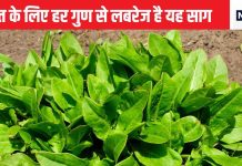 इस साग में छिपा है आपकी सेहत का संसार, हार्ट के लिए तो अमृत ही समझिए, कैंसर तक को रोकने में सक्षम