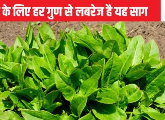 इस साग में छिपा है आपकी सेहत का संसार, हार्ट के लिए तो अमृत ही समझिए, कैंसर तक को रोकने में सक्षम