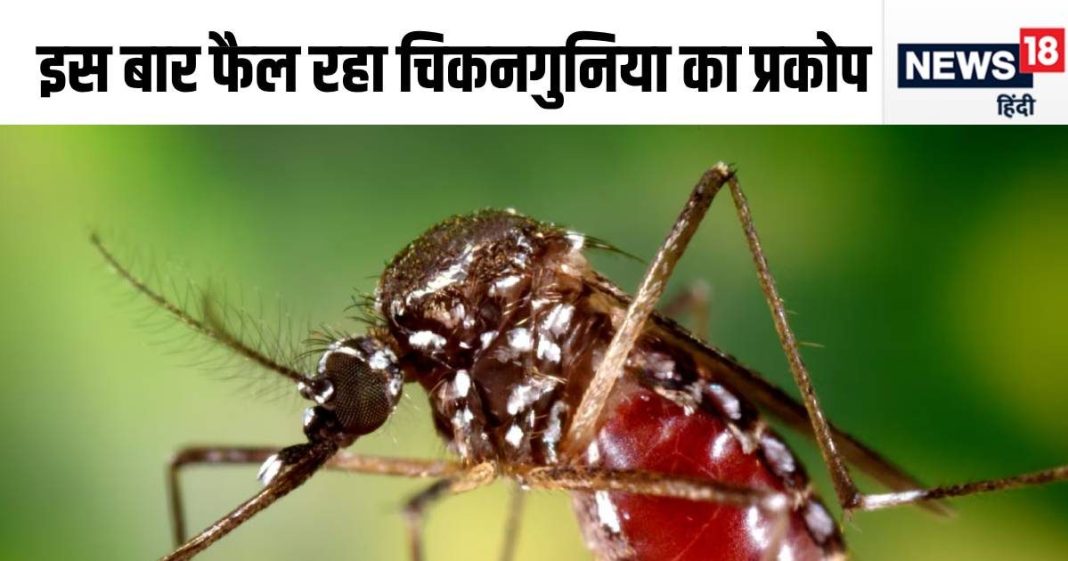 मच्छरों की फौज कर रही मौज, डेंगू मलेरिया ही नहीं, दे रही हड्डी तोड़ चिकनगुनिया, बढ़ गए मरीज