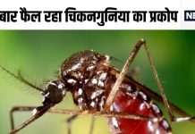 मच्छरों की फौज कर रही मौज, डेंगू मलेरिया ही नहीं, दे रही हड्डी तोड़ चिकनगुनिया, बढ़ गए मरीज