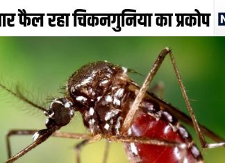 मच्छरों की फौज कर रही मौज, डेंगू मलेरिया ही नहीं, दे रही हड्डी तोड़ चिकनगुनिया, बढ़ गए मरीज