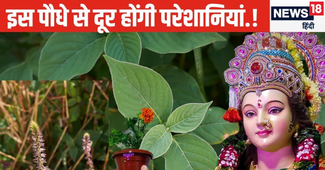 बड़ी से बड़ी परेशानी दूर कर देगी ये मामूली घास..! बस करने होंगे ये 5 आसान उपाय