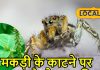 मकड़ी काटे या जहरीला कीड़ा… ये करामाती पौधा पांच मिनट में कर देगा ठीक, ऐसे करें इस्तेमाल