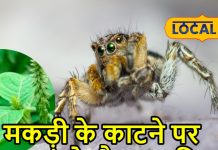 मकड़ी काटे या जहरीला कीड़ा… ये करामाती पौधा पांच मिनट में कर देगा ठीक, ऐसे करें इस्तेमाल