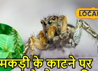 मकड़ी काटे या जहरीला कीड़ा… ये करामाती पौधा पांच मिनट में कर देगा ठीक, ऐसे करें इस्तेमाल
