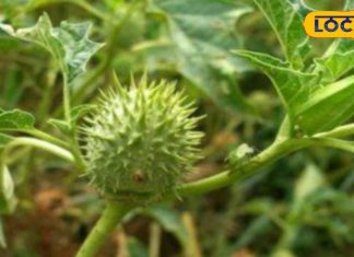 भगवान शिव को बेहद पसंद है ये हरा फल! औषधीय गुणों का 'बाप'