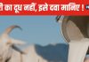 छोड़िए गाय-भैंस, रोजाना पिएं बकरी का दूध, शरीर में आएगी फौलादी ताकत, डेंगू के मरीजों के लिए फायदेमंद !