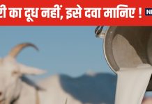 छोड़िए गाय-भैंस, रोजाना पिएं बकरी का दूध, शरीर में आएगी फौलादी ताकत, डेंगू के मरीजों के लिए फायदेमंद !