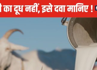 छोड़िए गाय-भैंस, रोजाना पिएं बकरी का दूध, शरीर में आएगी फौलादी ताकत, डेंगू के मरीजों के लिए फायदेमंद !