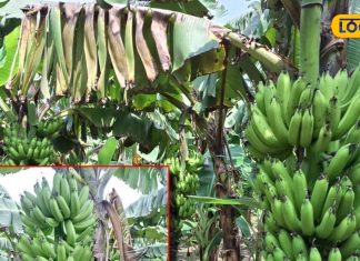 कृषि वैज्ञानिक से जानिए कच्चा केला से बेबी फूड तैयार करने की विधि, देखें Video