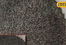 कमजोर हड्डियों का रामबाण इलाज है ये औषधि, शरीर में जमी गंदगी को कर सकती है साफ