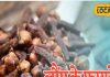 how to use cloves beneftis for health treatment of cold and toothache – Bharat.one हिंदी
