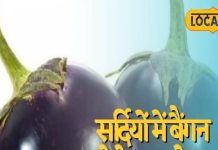 brinjal benefits for health strengthen bones and skin glow too in winter Makes – Bharat.one हिंदी