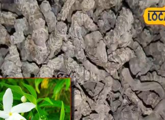 What is Tagar Benefits in winter treatment of muscle pain or heart disease cough and cold – Bharat.one हिंदी