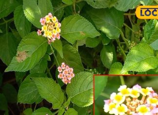 जंगलों का कैंसर है ये विदेशी पौधा, डेंगू, सर्दी-खांसी में कारगर, पाइल्स….