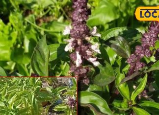 कमजोर शरीर में जान फूंक देगा ये पौधा, पहलवान जैसी आएगी ताकत