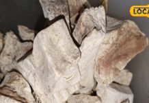 चमत्कार से कम नहीं है ये औषधि, खून में जमा गंदगी हो जाएगी साफ, इन बीमारियों…