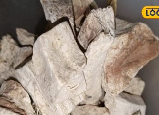 चमत्कार से कम नहीं है ये औषधि, खून में जमा गंदगी हो जाएगी साफ, इन बीमारियों…