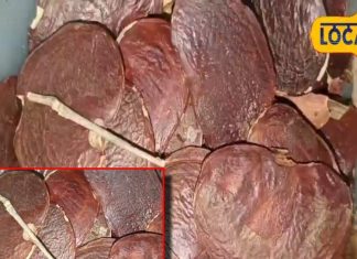 benefits of Dhak seeds treatment of stomach worms how to cure urinary tract problem – Bharat.one हिंदी