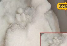 तेल ही नहीं, इसका नमक भी है चमत्कारी, भयंकर से भयंकर शुगर हो जाएगी खत्म