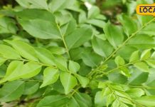 health benefits of kadi patta treatment of cold cough and fever – Bharat.one हिंदी