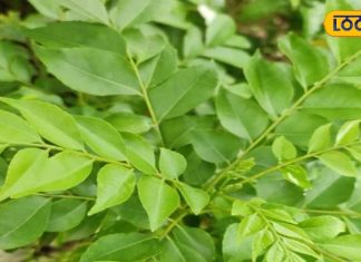 health benefits of kadi patta treatment of cold cough and fever – Bharat.one हिंदी