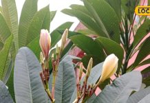 हड्डियों के दर्द का काल है ये 12 इंच का पत्ता! सीने में दर्द हो या सूखी खांसी, खाज-खुजली, त्वचा रोग में भी कारगर