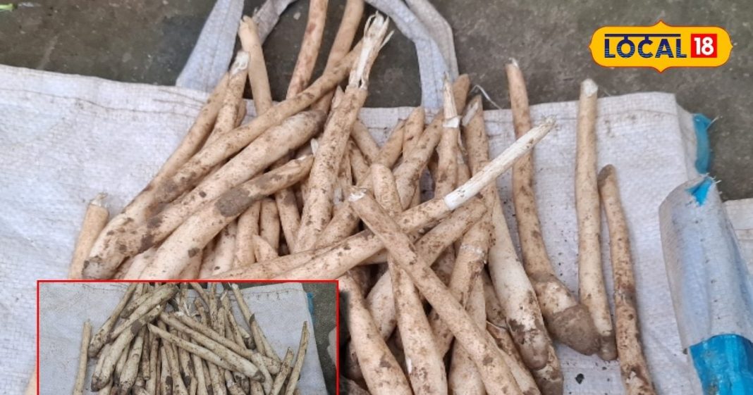 benefits of Jungli mushroom more powerful than chicken and mutton people search in morning – Bharat.one हिंदी