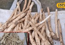 benefits of Jungli mushroom more powerful than chicken and mutton people search in morning – Bharat.one हिंदी