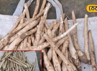 benefits of Jungli mushroom more powerful than chicken and mutton people search in morning – Bharat.one हिंदी