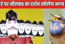 Dussehra 2024: दशहरे पर बेहद शुभ है इस पक्षी का दिखना, मानते हैं शिवजी का अवतार, बढ़ेगी सुख-समृद्धि