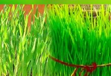 Shardiya Navratri 2024: आने वाली है शारदीय नवरात्रि, वास्तु अनुसार करें कलश स्थापना, जीवन में बढ़ जाएगी सुख-समृद्धि