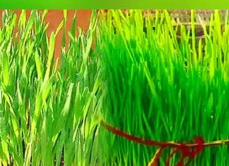 Shardiya Navratri 2024: आने वाली है शारदीय नवरात्रि, वास्तु अनुसार करें कलश स्थापना, जीवन में बढ़ जाएगी सुख-समृद्धि