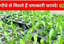 कोलेस्ट्रॉल से लेकर किडनी तक, कई बीमारियों का रामबाण इलाज करता है ये ‘चमत्कारी’ पौधा!