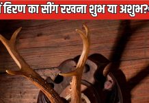 क्या घर में हिरण के सींग को रख सकते हैं? जानिए वास्तु शास्त्र के अनुसार ऐसा करना शुभ है या अशुभ